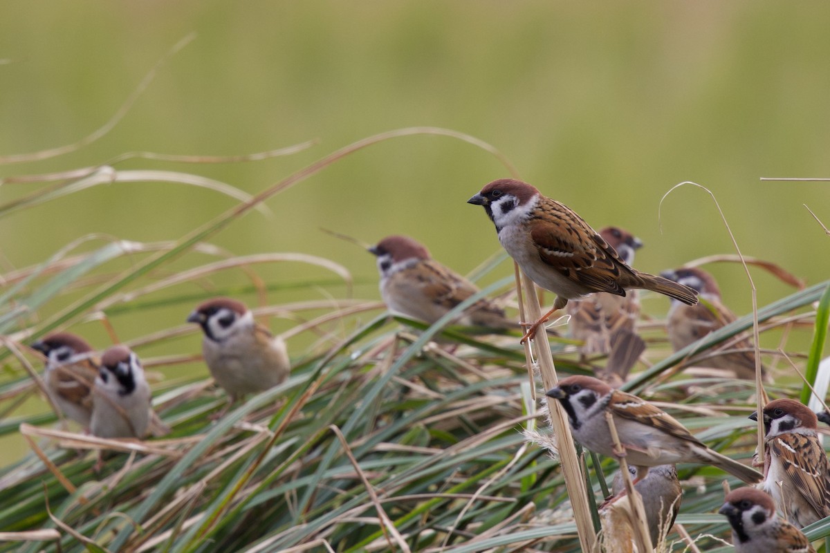 Горобець польовий - ML647093656