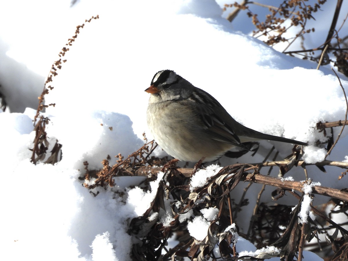 White-crowned Sparrow (Gambel's) - ML647093660