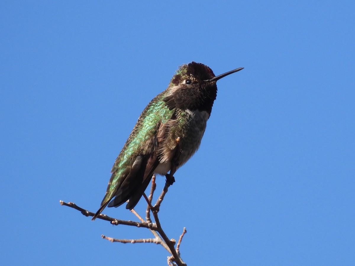 kalypta růžovohlavá - ML647093661