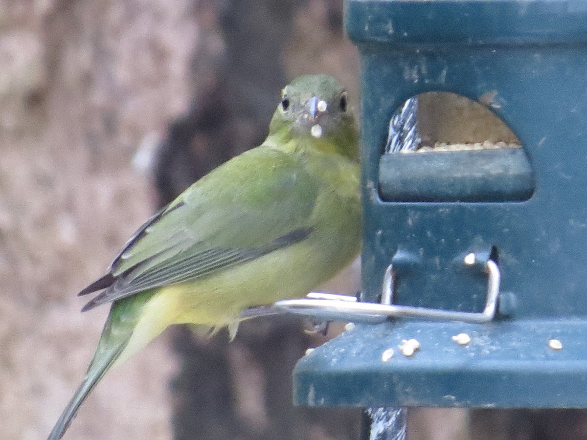 Painted Bunting - ML647093682