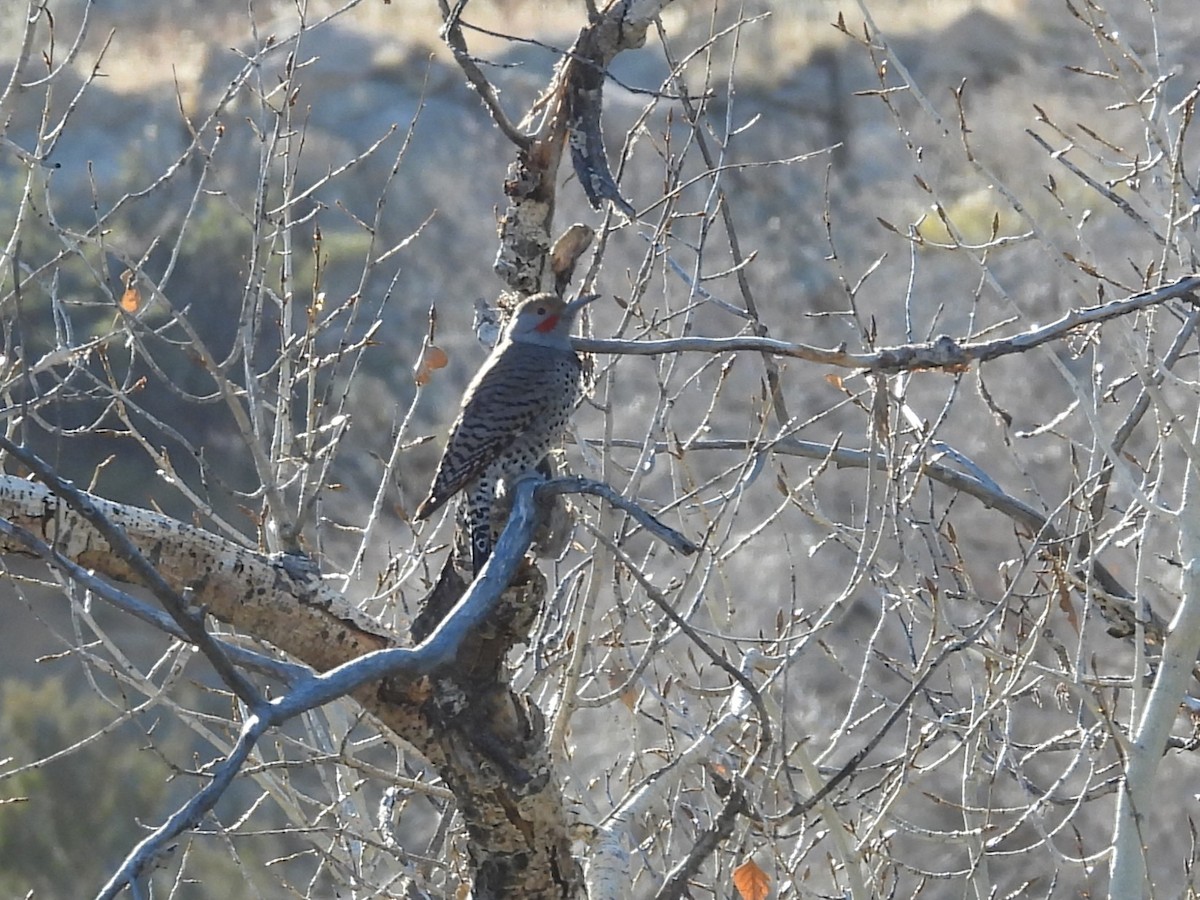 Northern Flicker - ML647093684