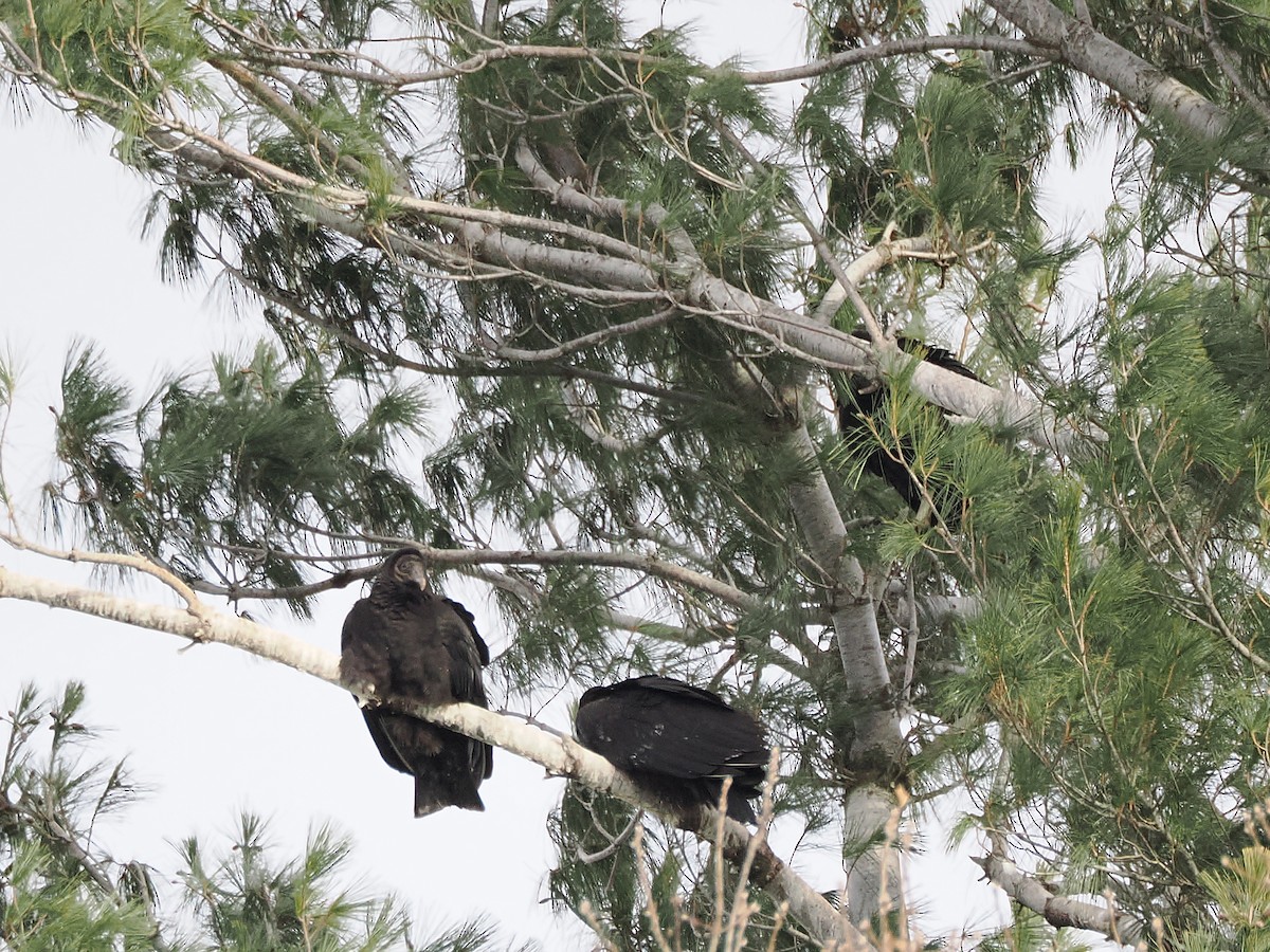 Black Vulture - ML647093688