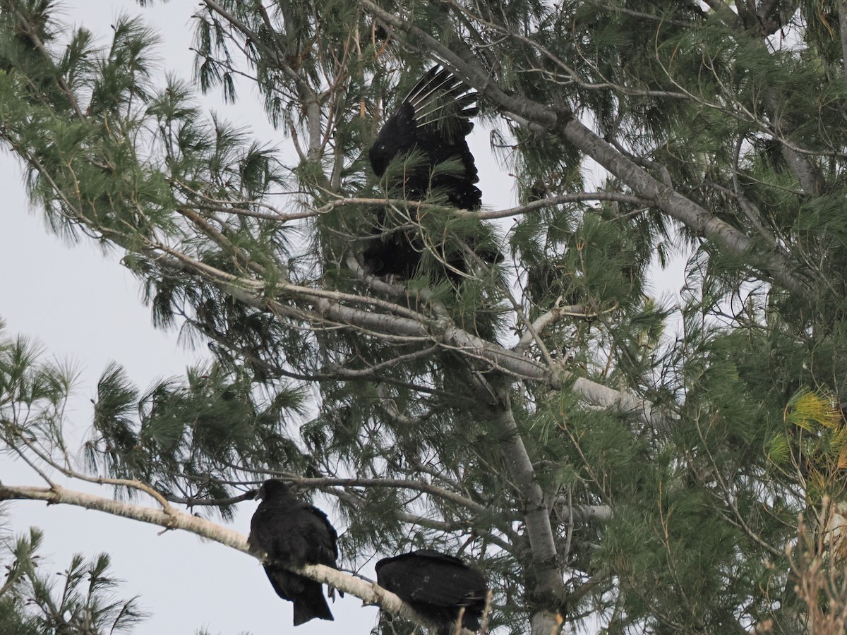 Black Vulture - ML647093689