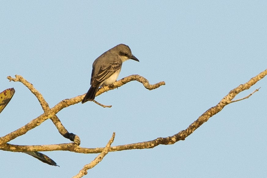 Gray Kingbird - ML647093690