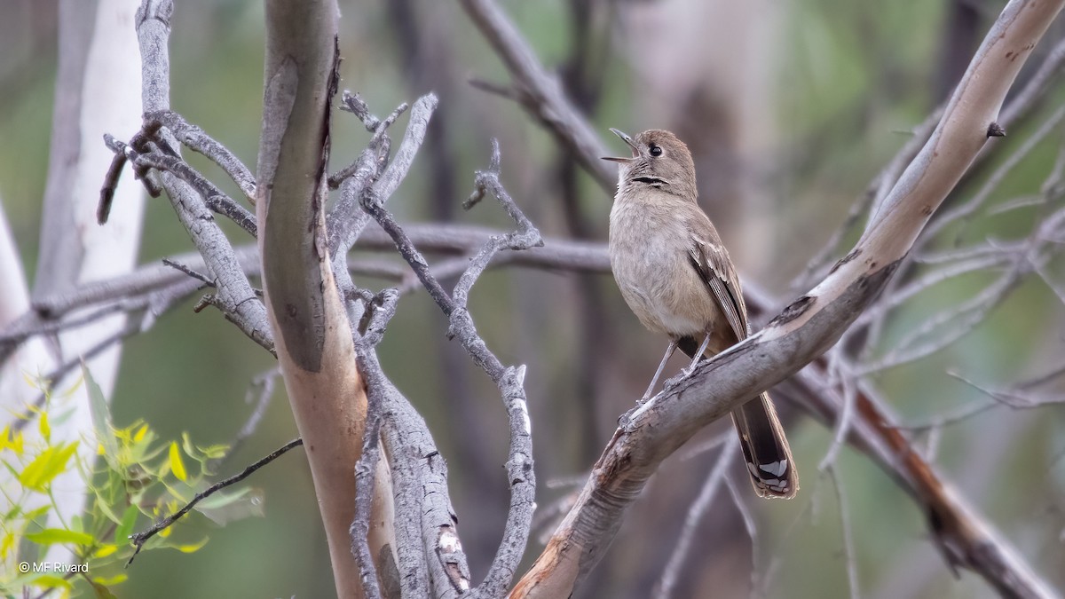 Southern Scrub-Robin - ML647093694