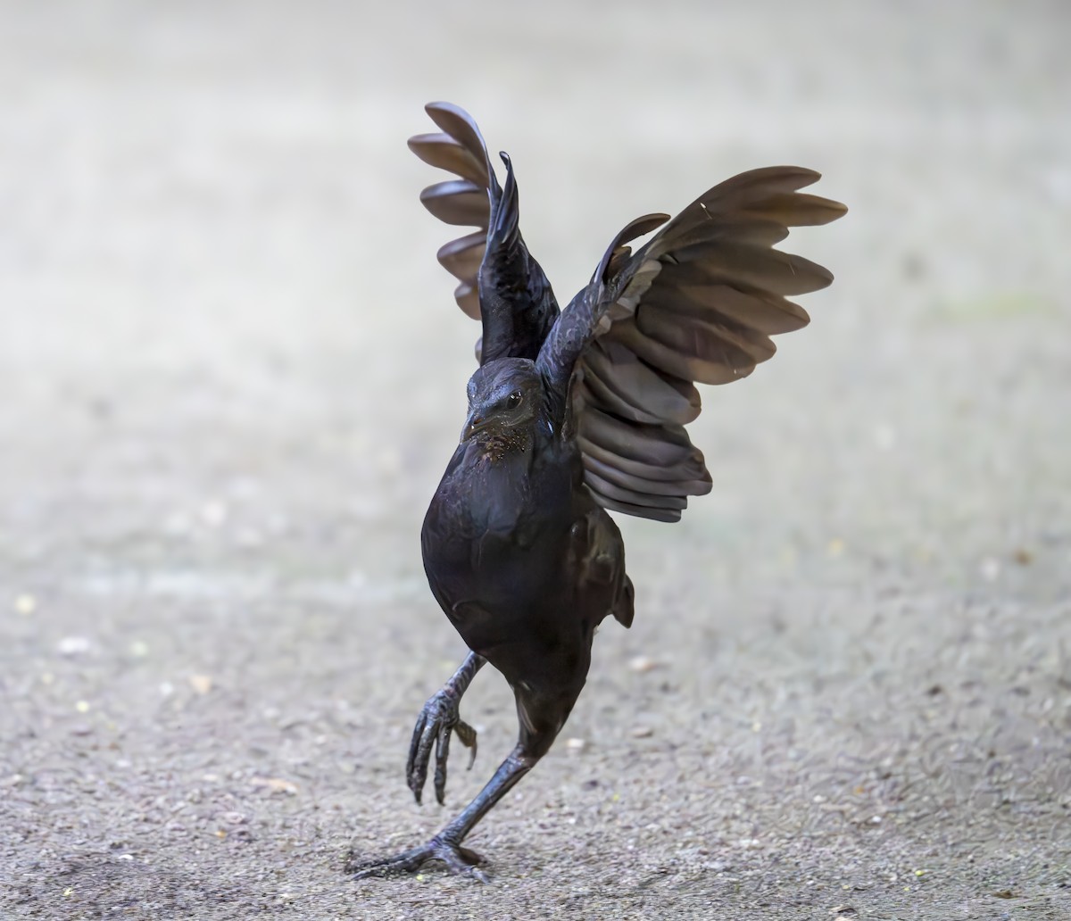 Dusky Megapode (Dusky) - ML647093697