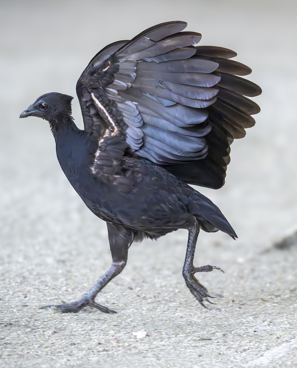 Dusky Megapode (Dusky) - ML647093705