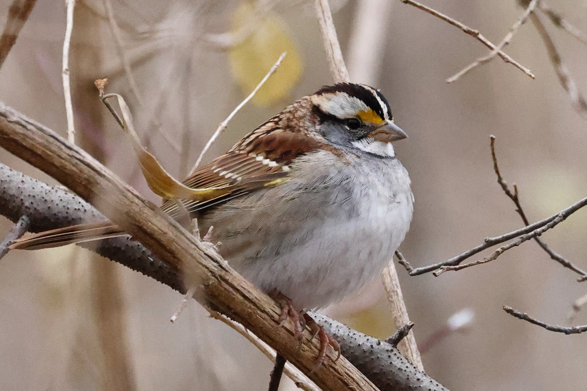 Weißkehlammer - ML647093710