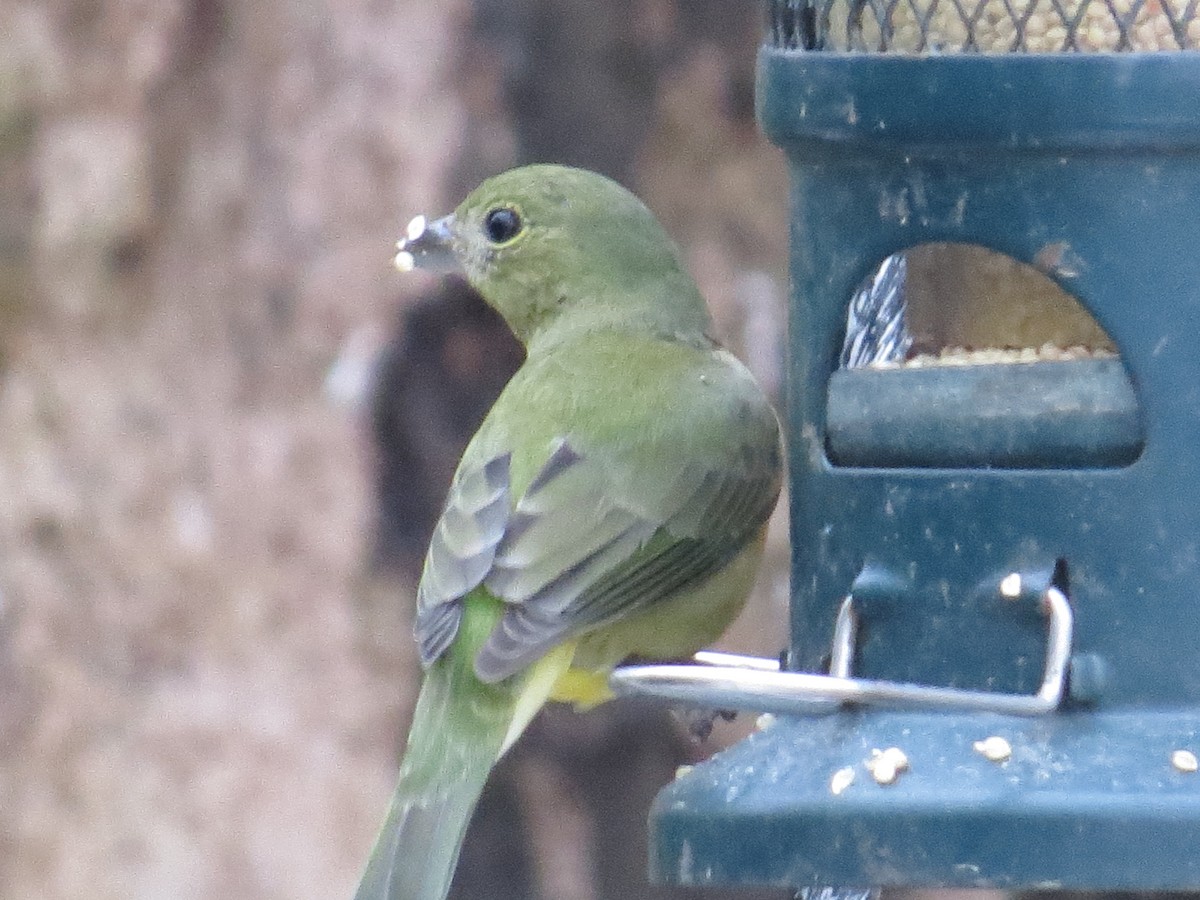 Painted Bunting - ML647093716
