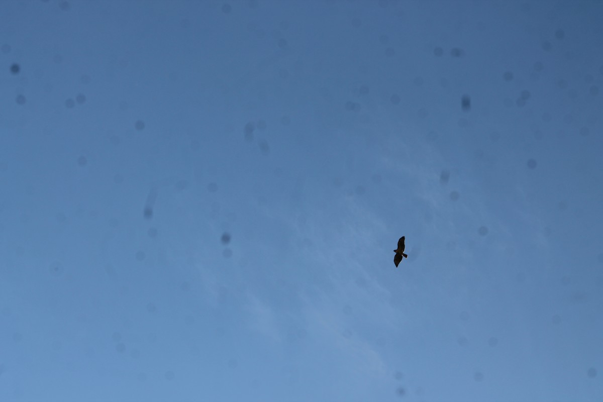 Pyrrhuloxia - ML647093720