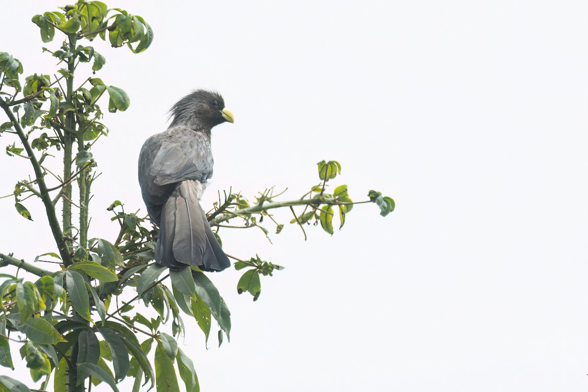 Western Plantain-eater - ML647093726