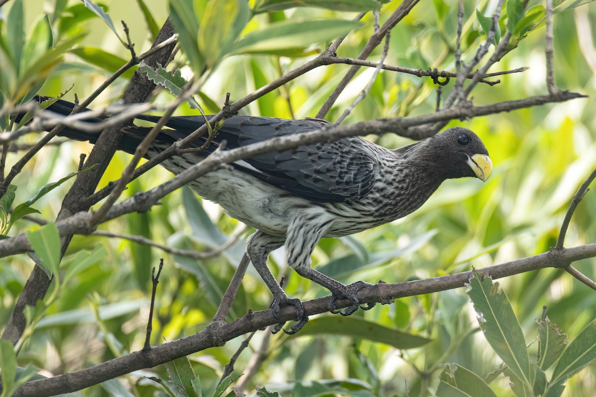 Western Plantain-eater - ML647093727