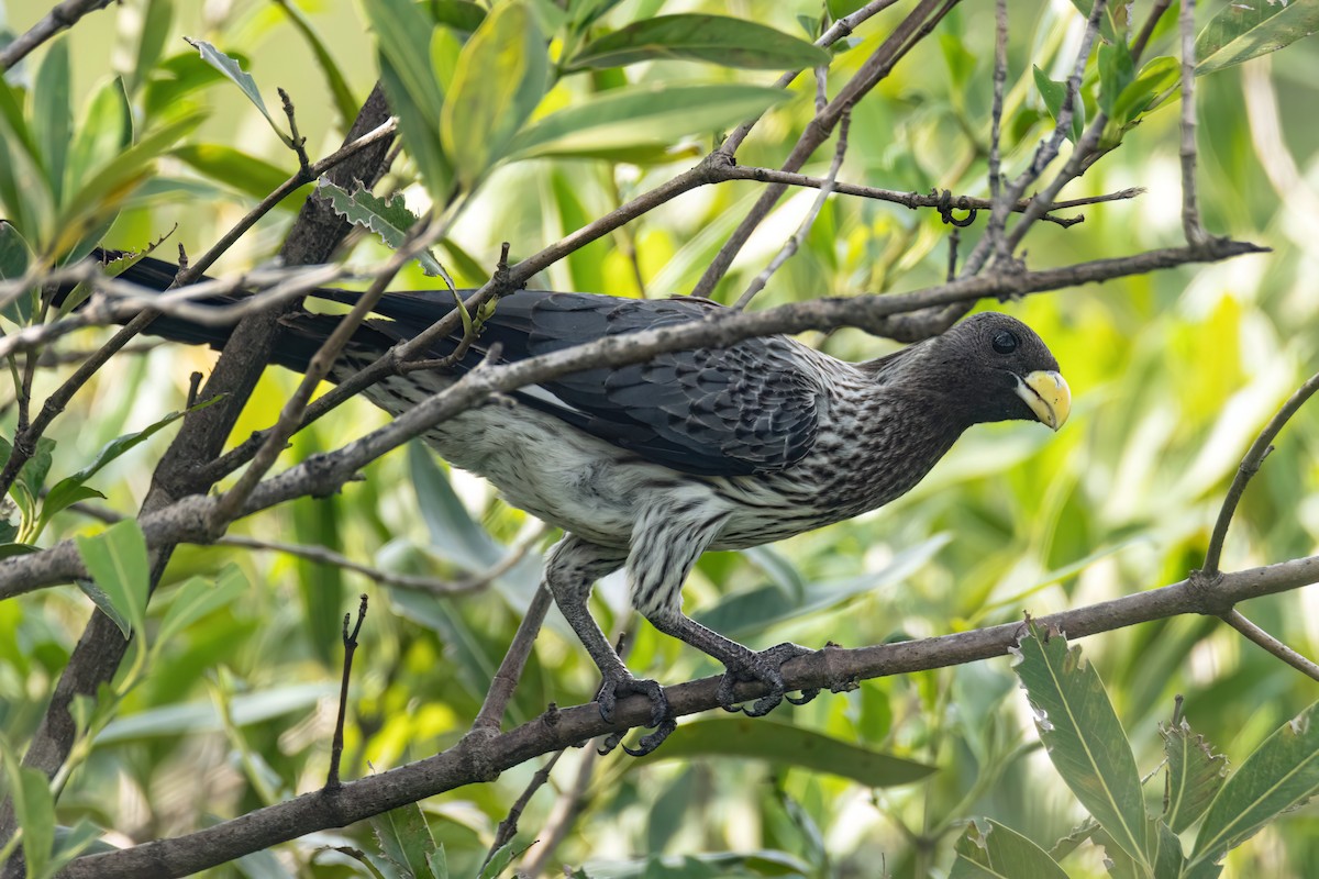 Western Plantain-eater - ML647093728