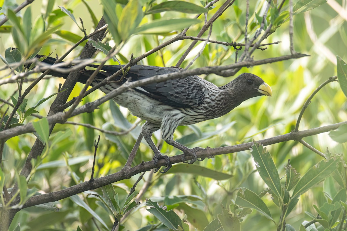 Western Plantain-eater - ML647093732