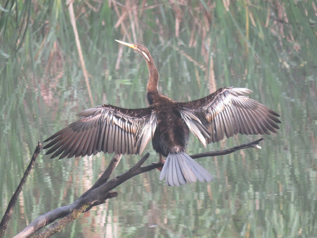 Australasian Darter - ML647093735
