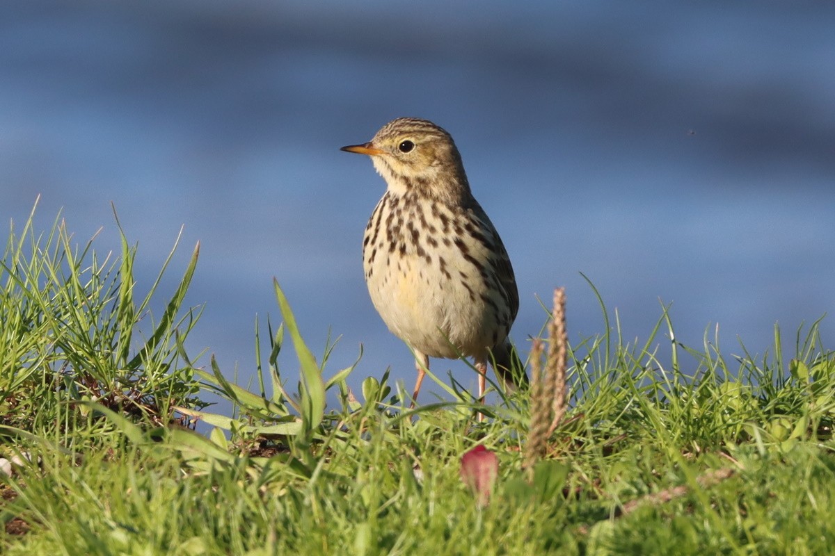 草地鷚 - ML647093736