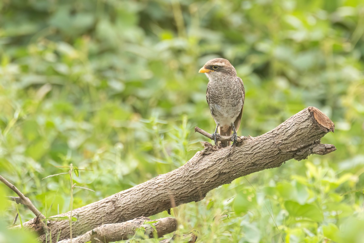 Yellow-billed Shrike - ML647093737