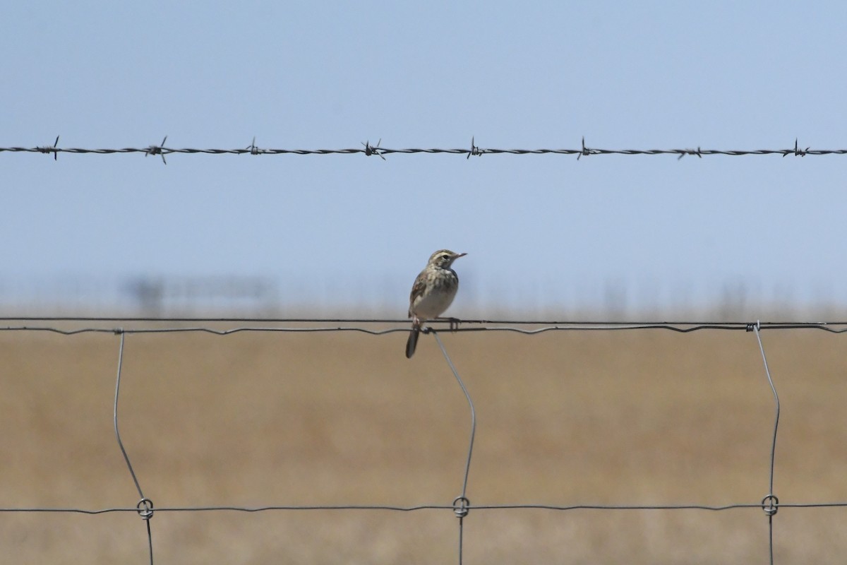 Australian Pipit - ML647093738