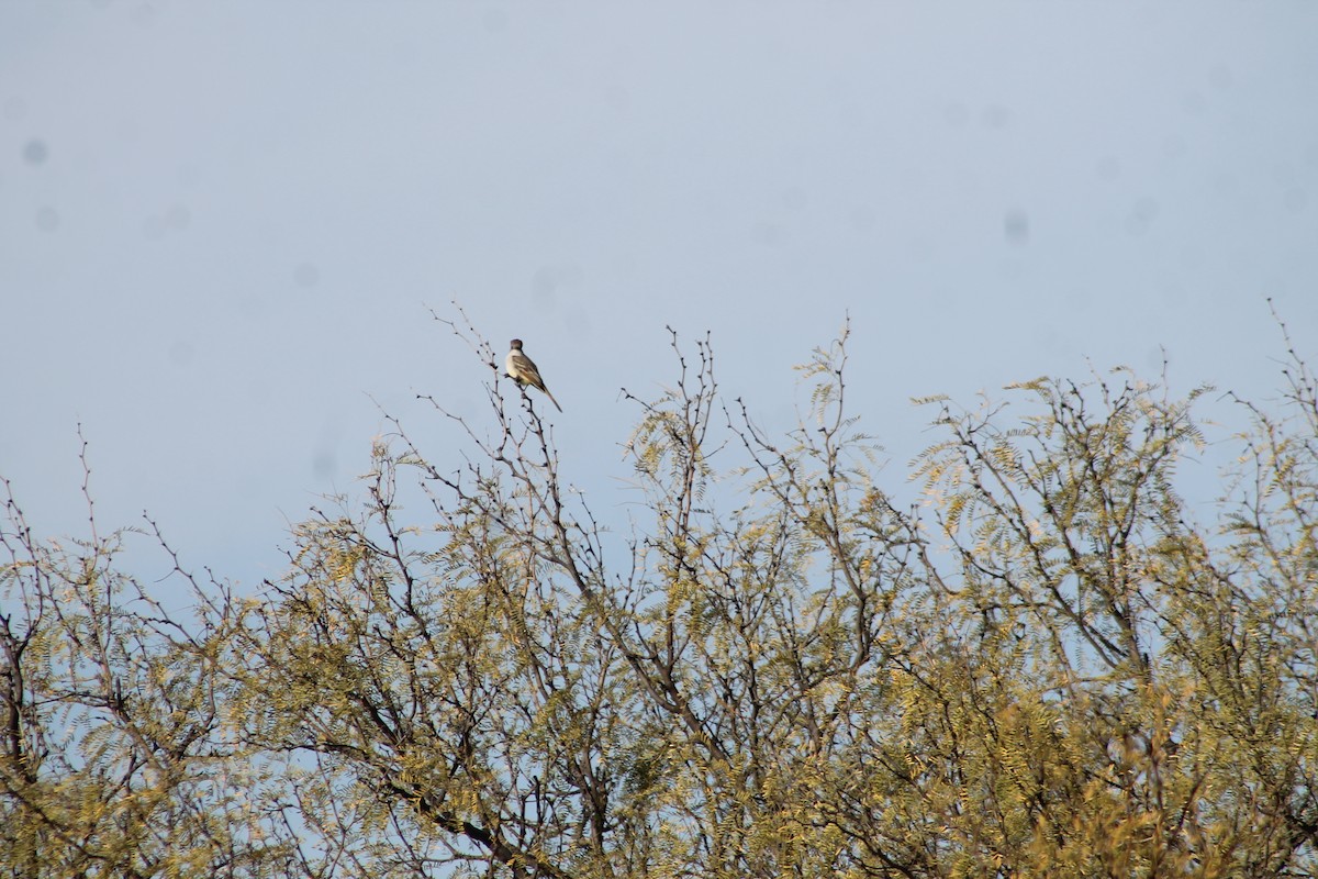 Ash-throated Flycatcher - ML647093739