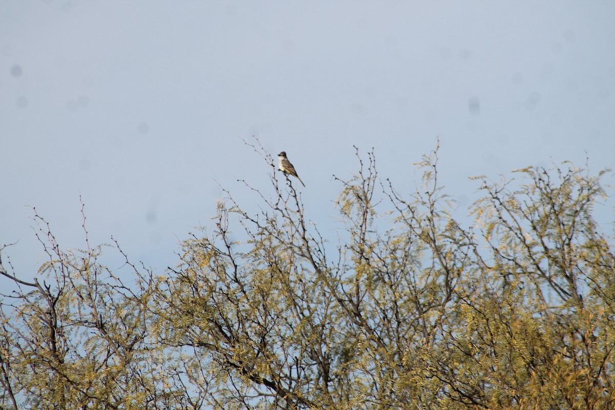 Ash-throated Flycatcher - ML647093740