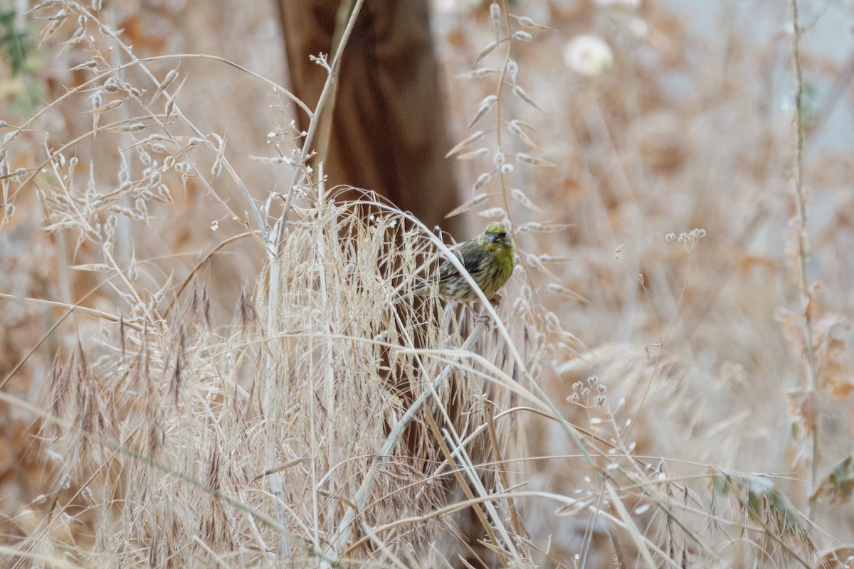 European Serin - ML647093741