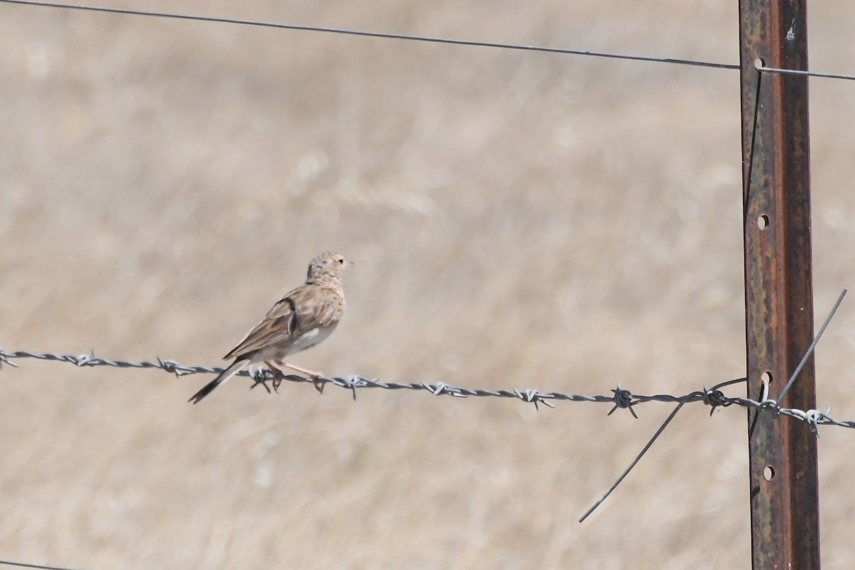 Australian Pipit - ML647093742