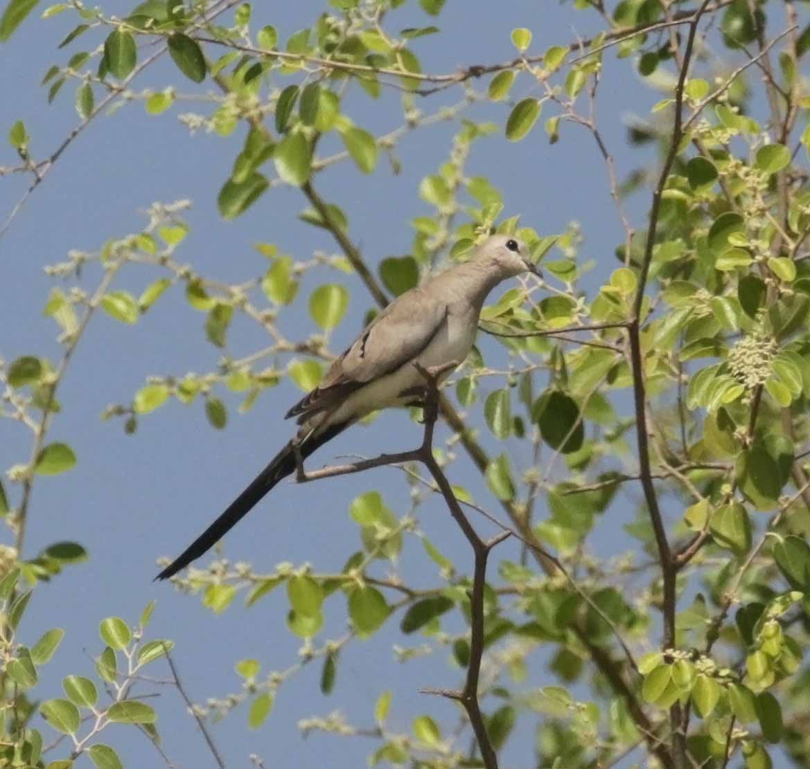 Namaqua Dove - ML647093743