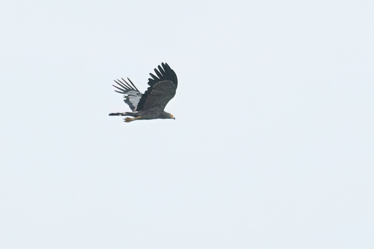 African Harrier-Hawk - ML647093744
