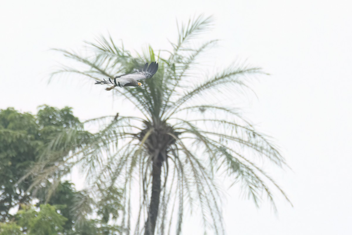 African Harrier-Hawk - ML647093745