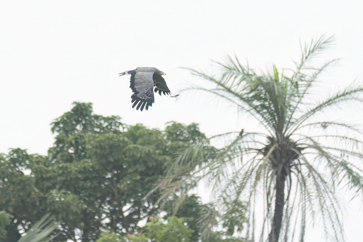 African Harrier-Hawk - ML647093746