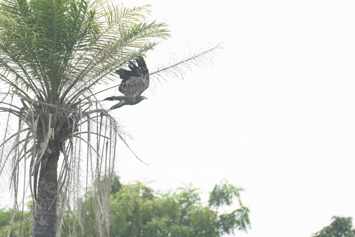 African Harrier-Hawk - ML647093747