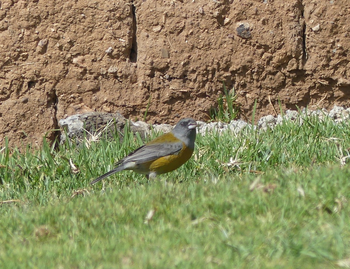 Peruvian Sierra Finch - ML647093748
