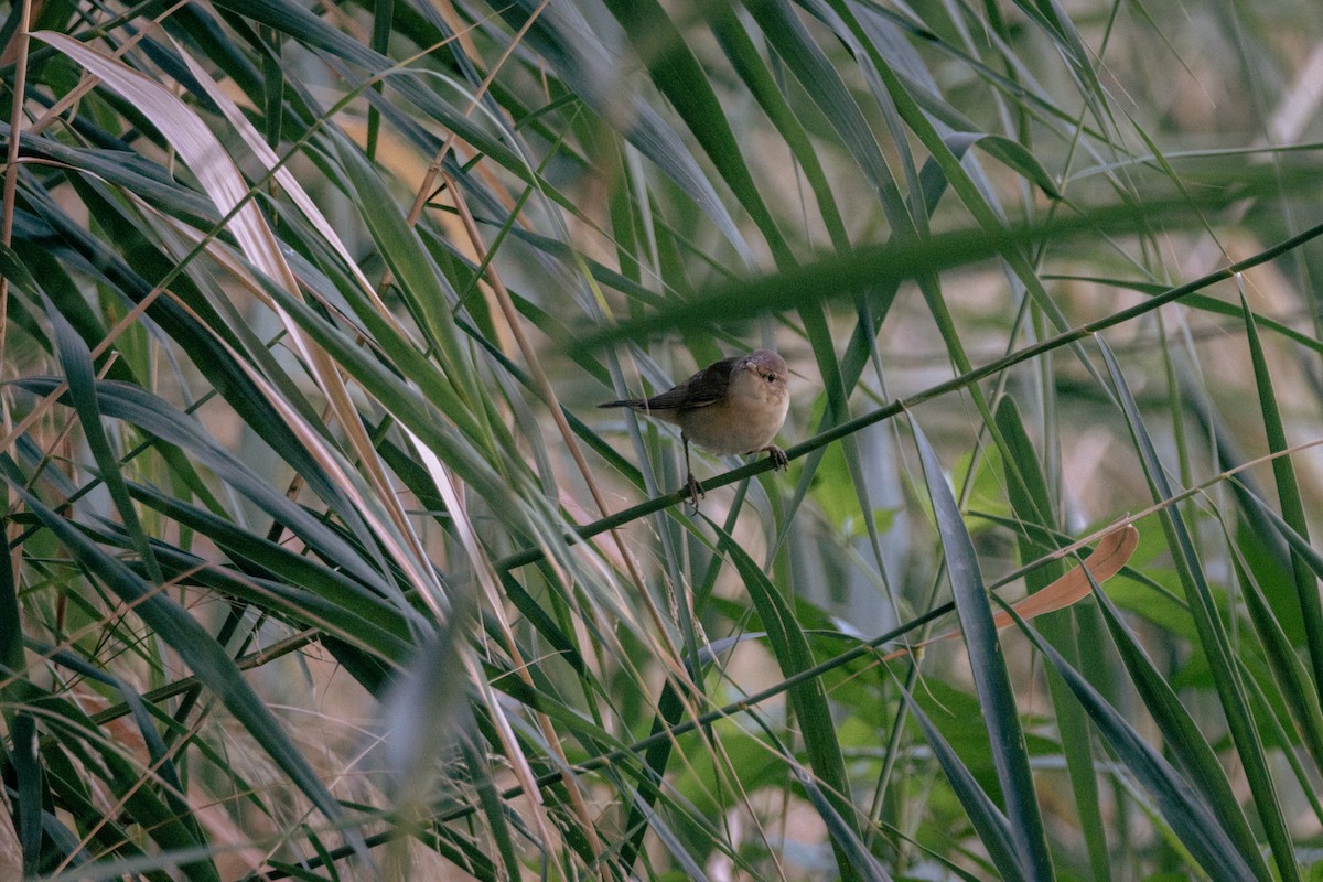 Common Reed Warbler - ML647093749