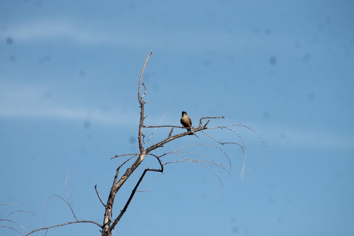 Say's Phoebe - ML647093750