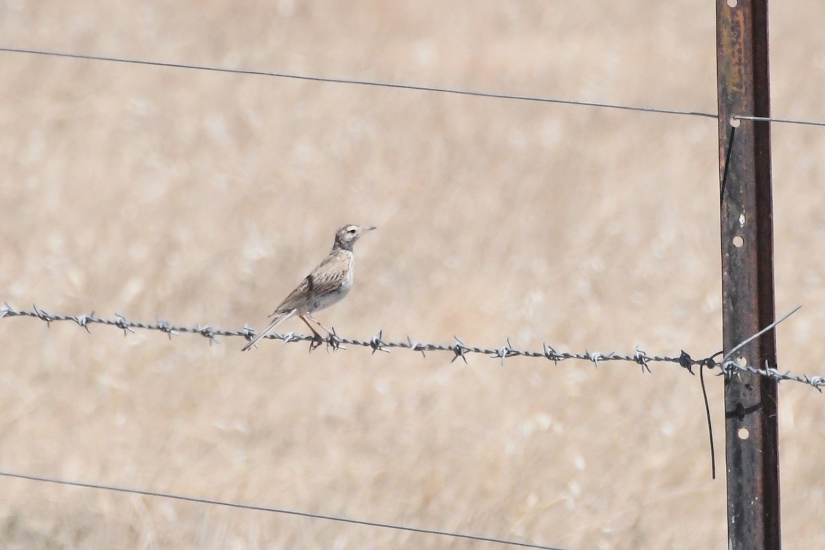 Australian Pipit - ML647093751