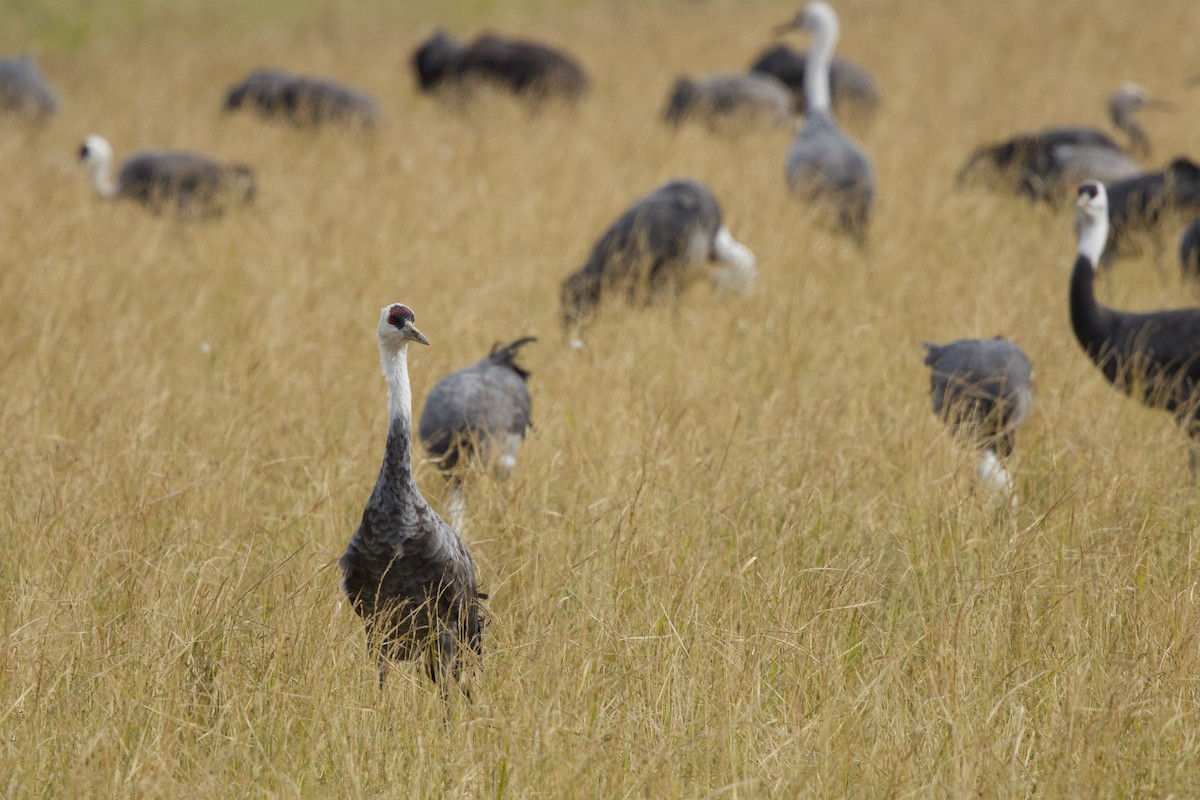 白頭鶴 - ML647093753