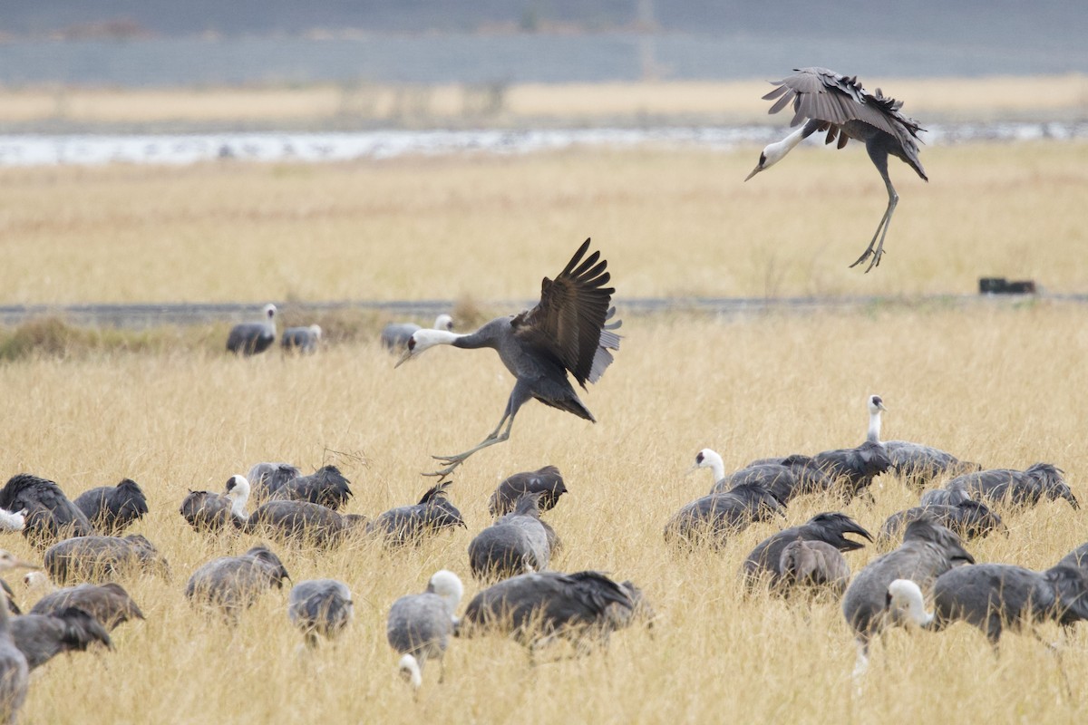 白頭鶴 - ML647093754