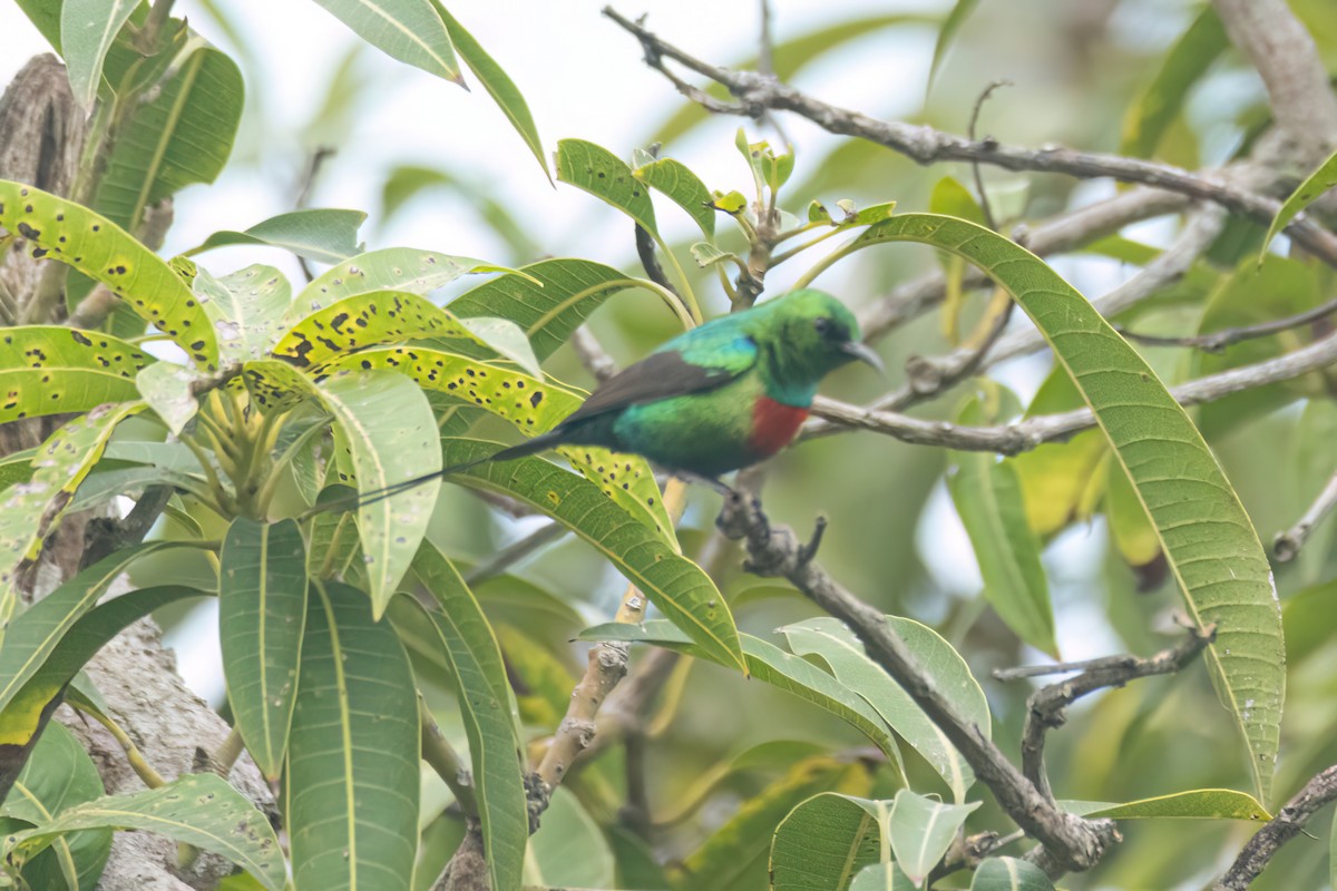 Beautiful Sunbird - ML647093755