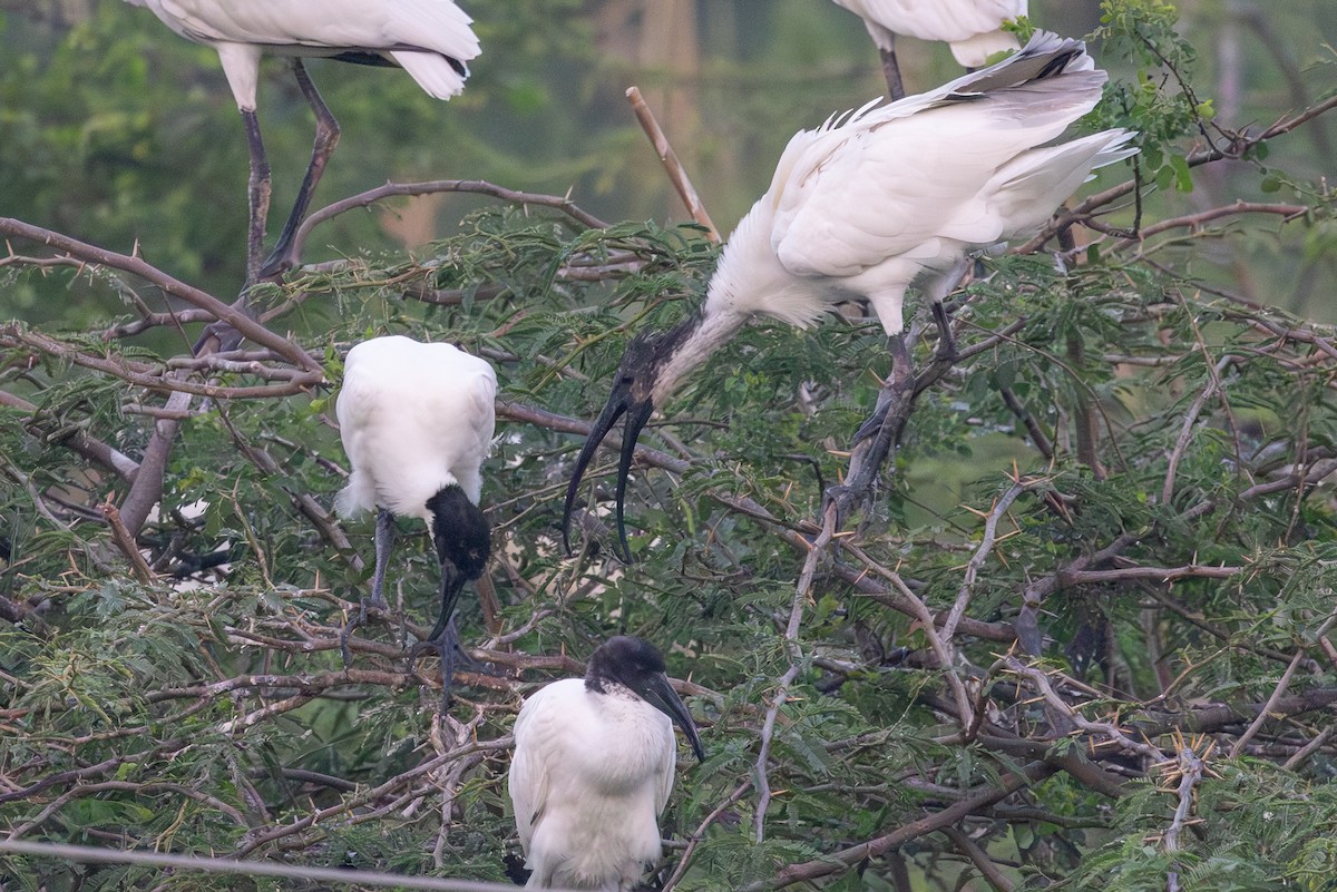 黑頭白䴉 - ML647093756