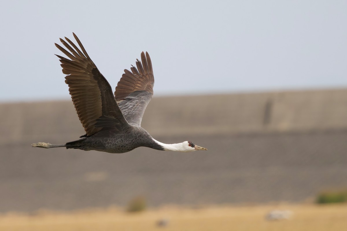 白頭鶴 - ML647093758