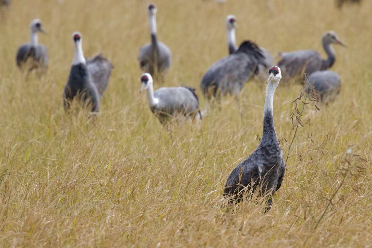 白頭鶴 - ML647093759