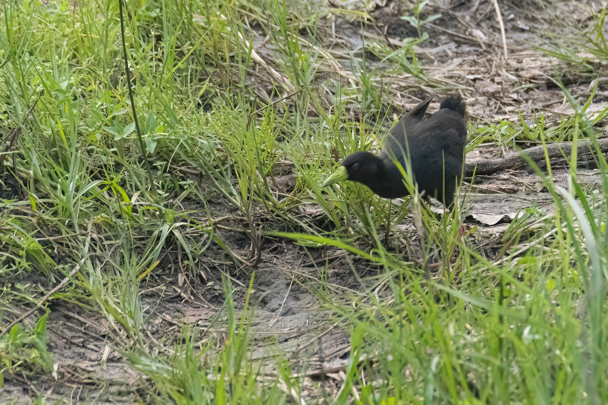 Black Crake - ML647093760