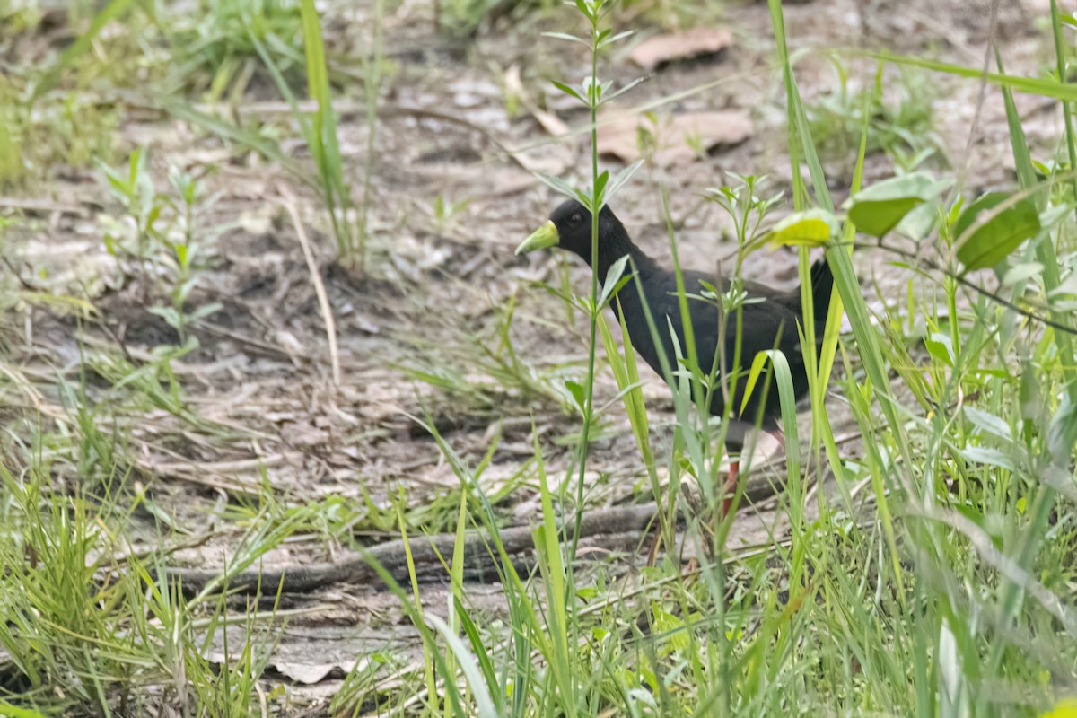 Black Crake - ML647093761