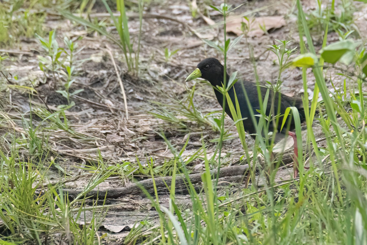 Black Crake - ML647093762