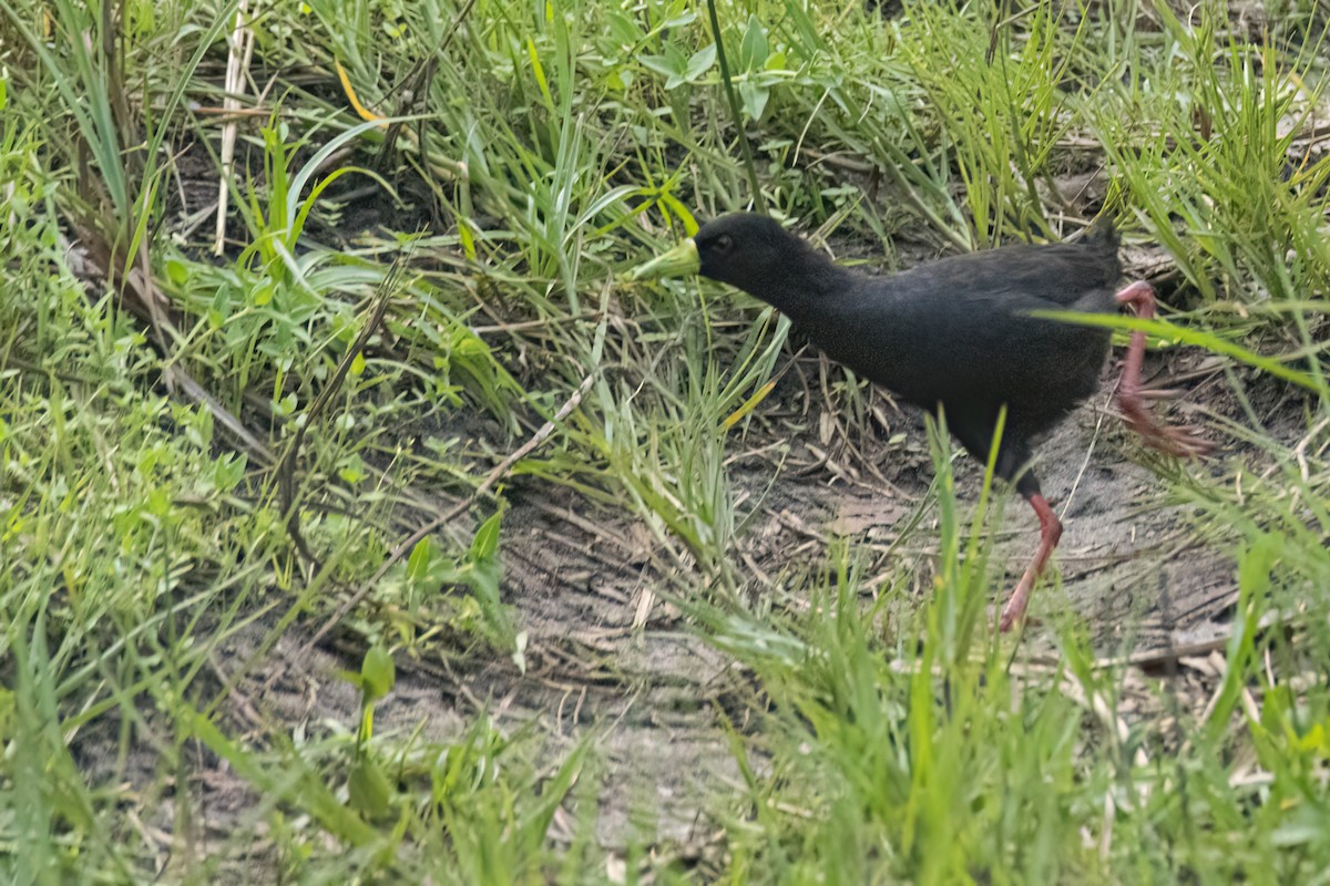 Black Crake - ML647093763