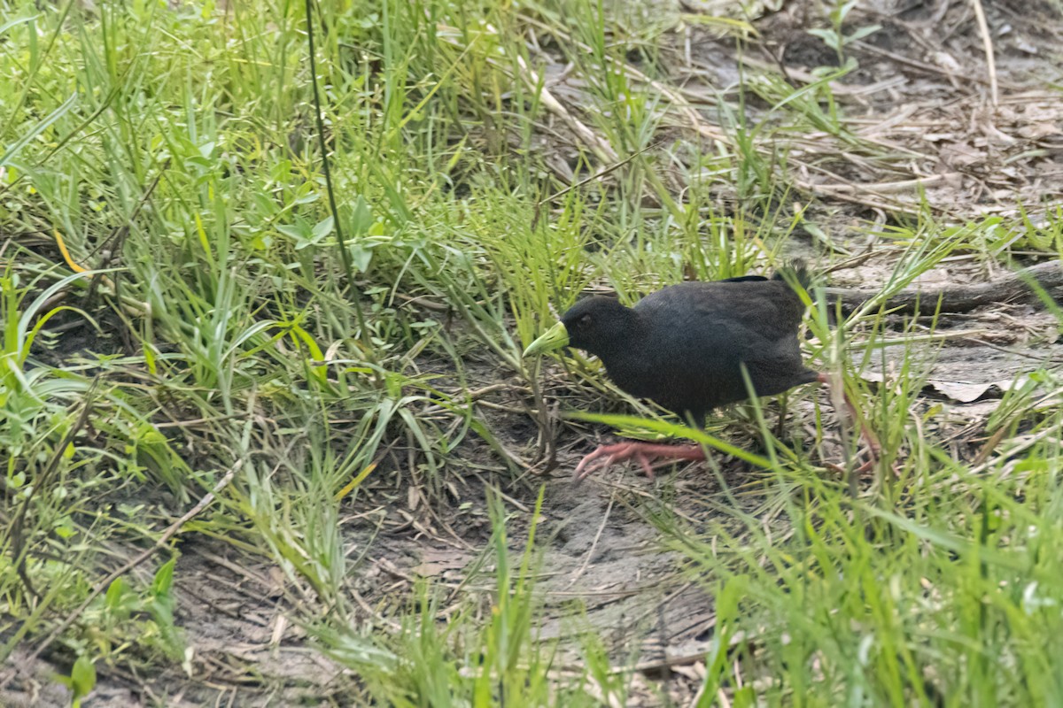 Black Crake - ML647093764
