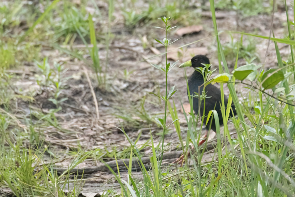 Black Crake - ML647093765