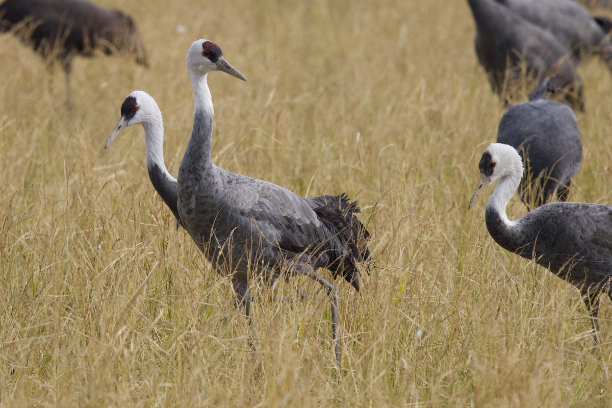 Журавель чорний - ML647093769