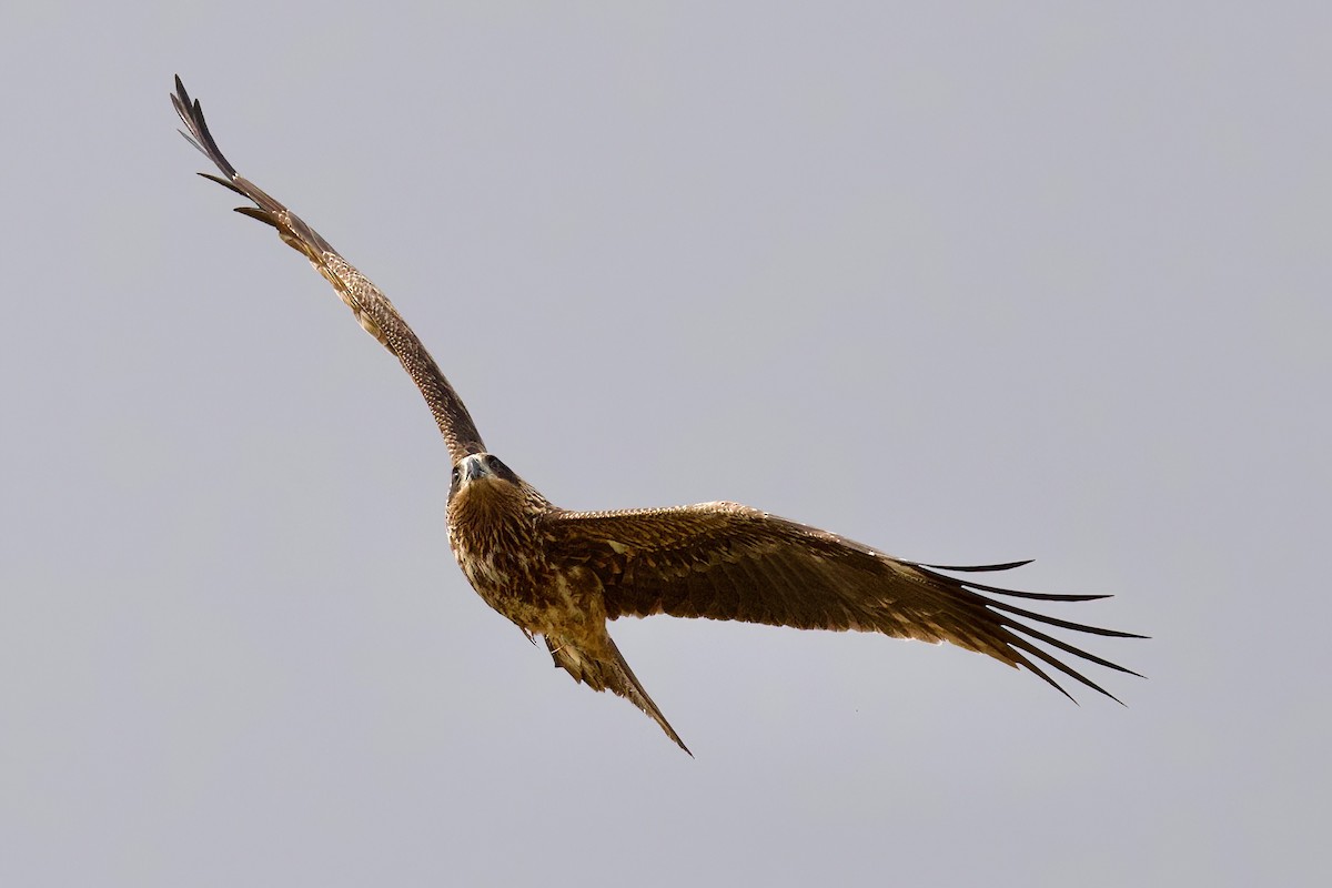 Шуліка чорний (підвид lineatus/formosanus) - ML647093772