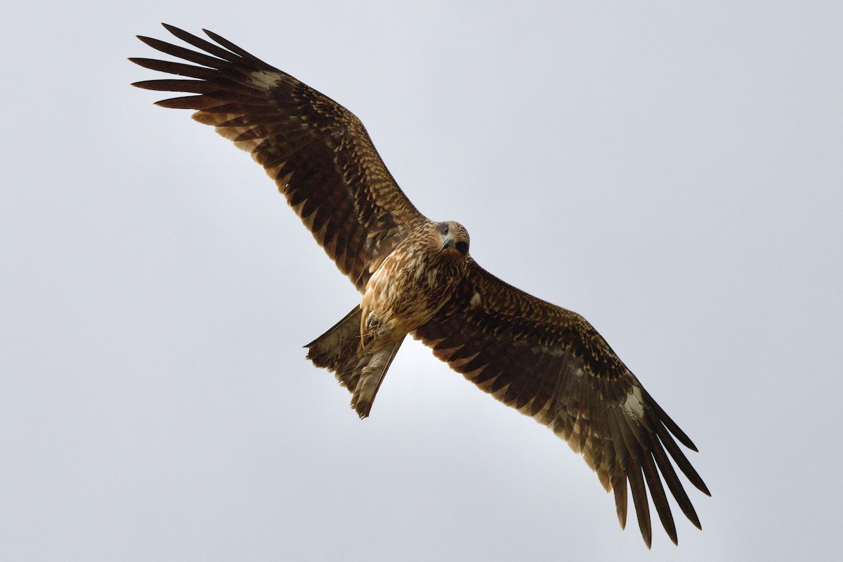Шуліка чорний (підвид lineatus/formosanus) - ML647093773